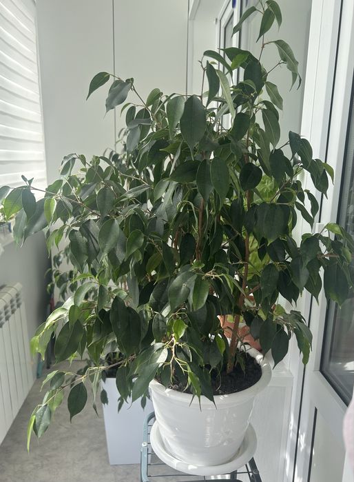 Продам фикус бенджамина