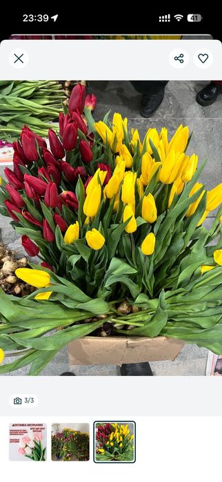 Продам тюльпаны
