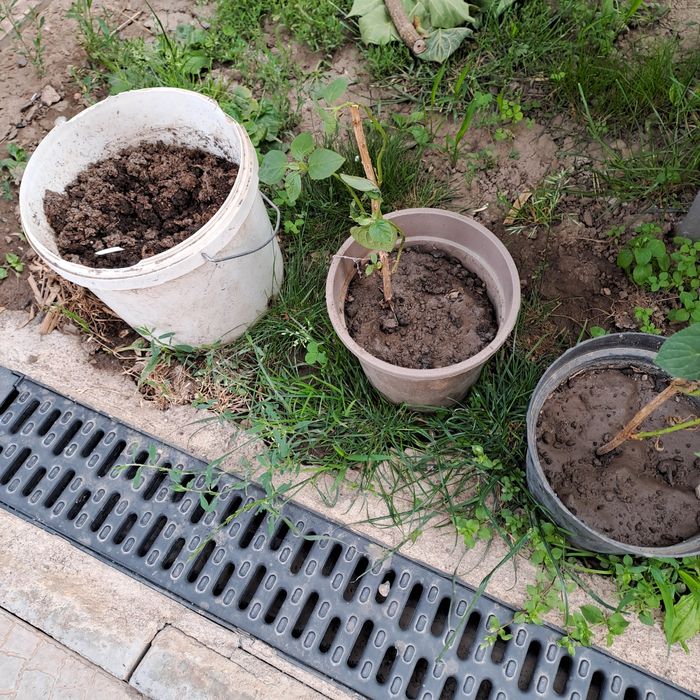 Гортензия метельчатая