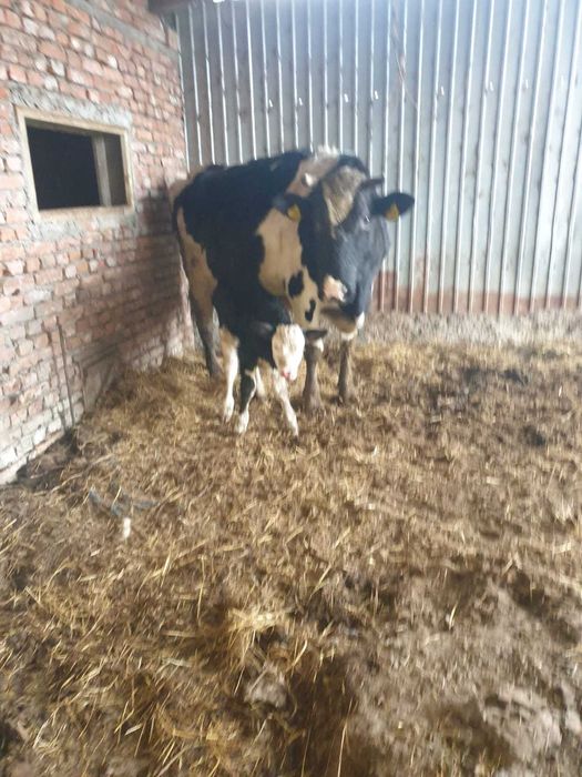 Vând vacii de lapte bălțate și holstein