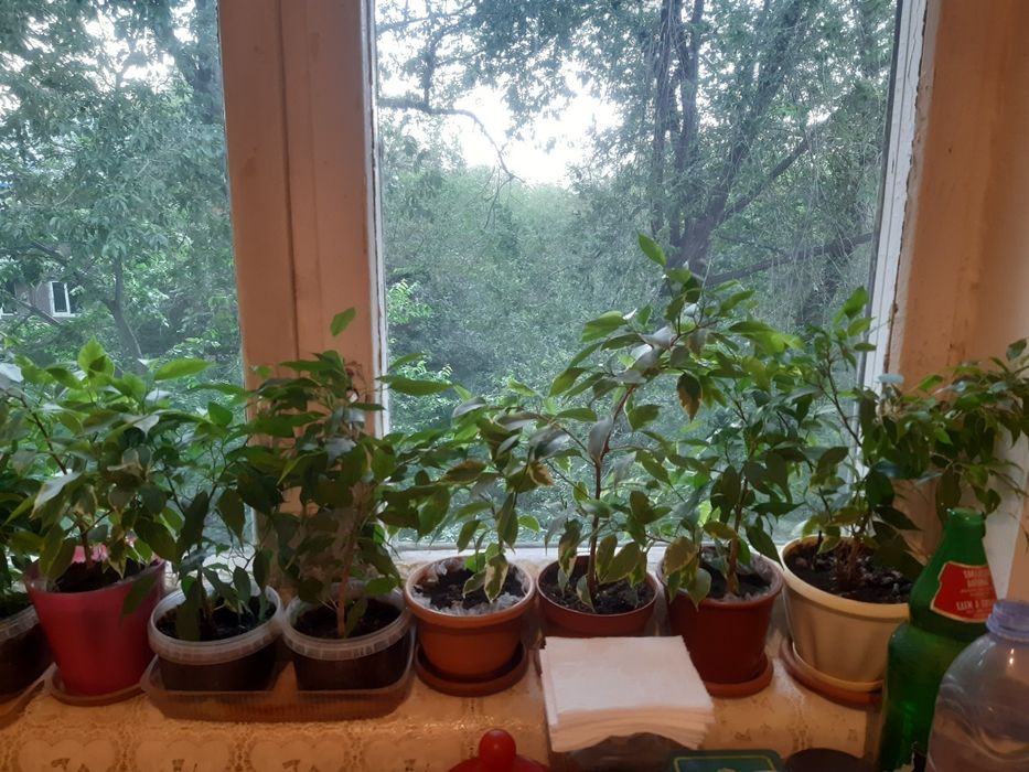 Шикарные Комнатные цветы