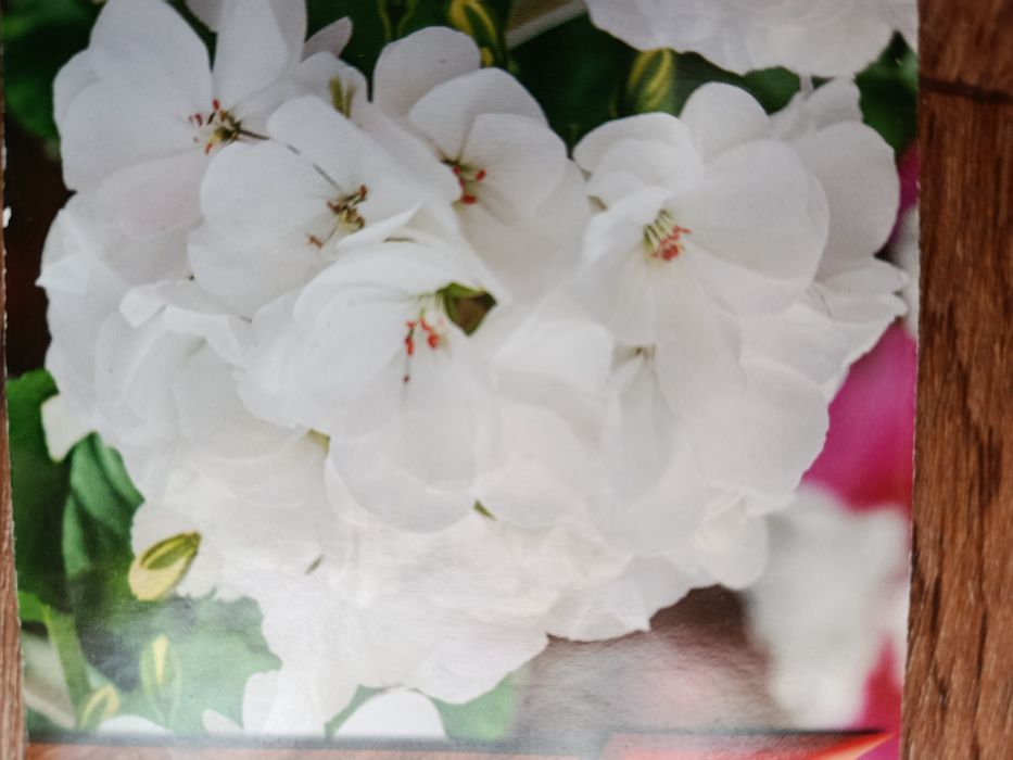 Розебудная  пеларгония, белая герань