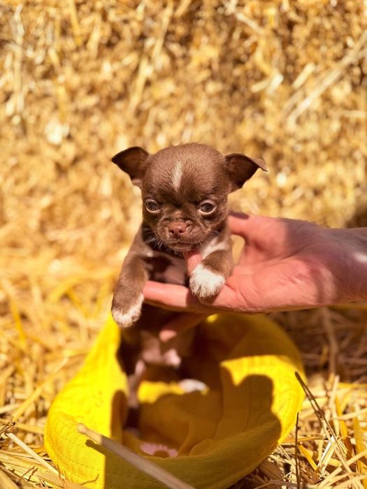 Продаются щенки чихуахуа