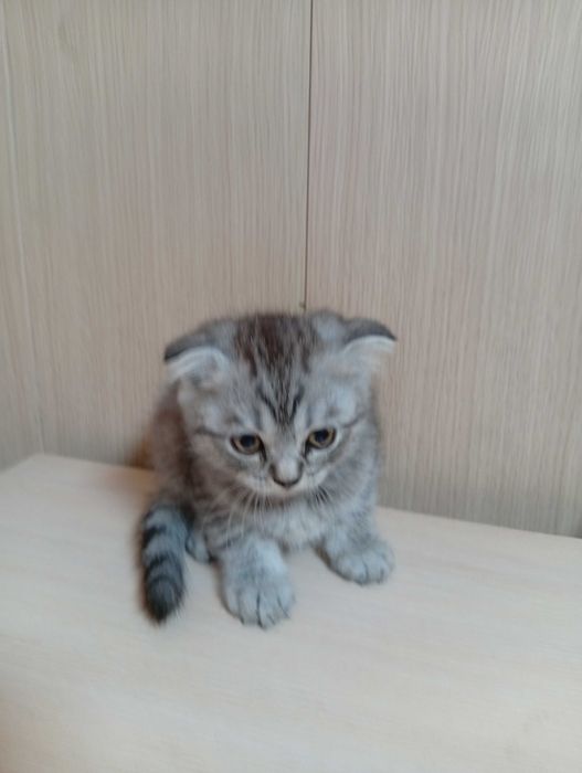 Продам шотландских котят.