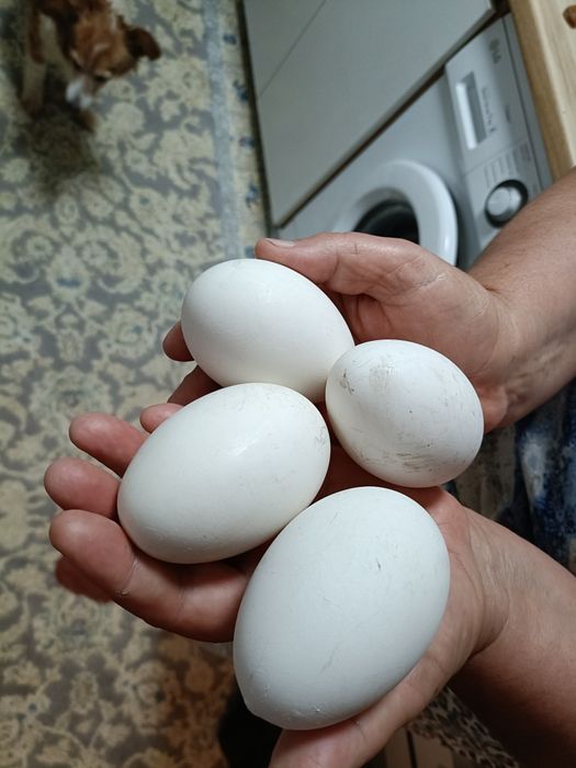 Яйца гусинные,средние и крупные