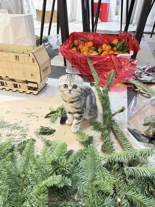 Продам котенка скоттиш фолд