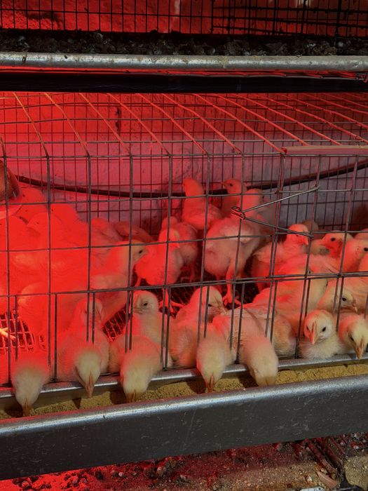 Pui de carne sanatosi | 250-300g | crescuti natural | disponibili acum