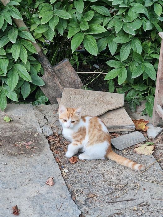 Отдадим котят в хорошие руки