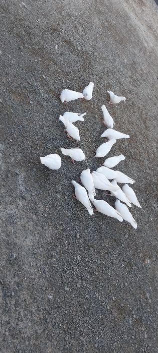 Бакинский Лысый Белый