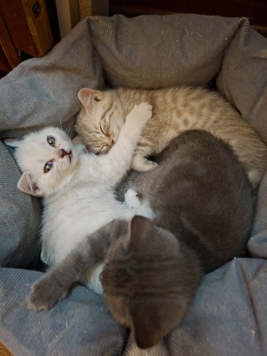 Котята шотландцы