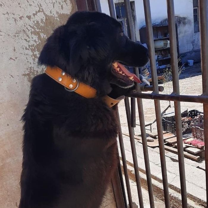 Забери Бруно в семью