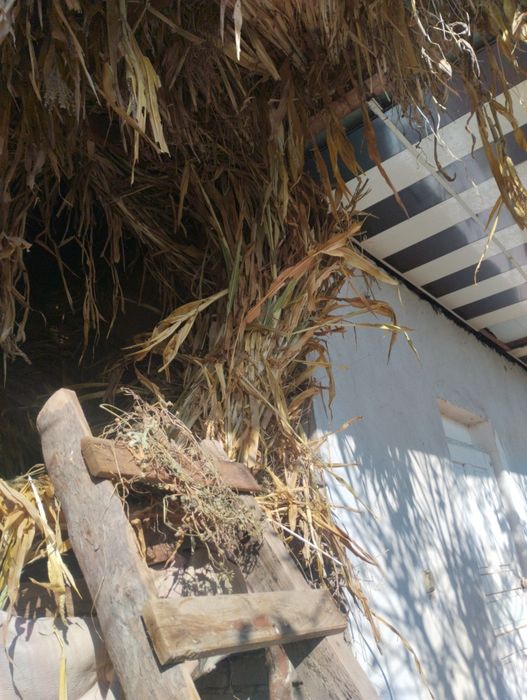 Seppa makka sotiladi