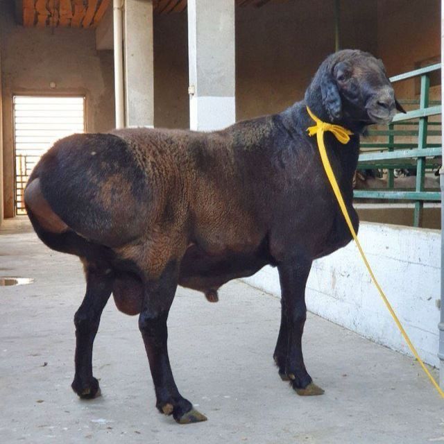 Qoylar sotiladi aqiqaga