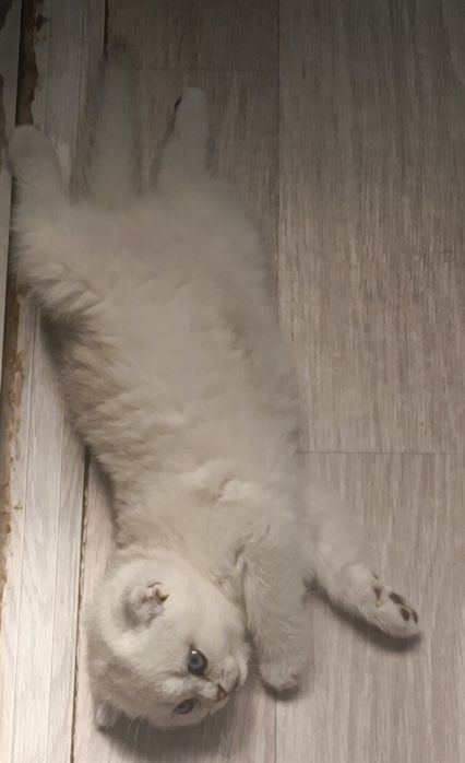 Продается котенок скоттиш фолд, мальчик  1, 5месяца.