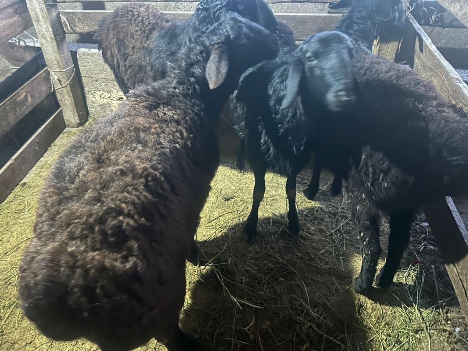 Срочно! Продаются бараны