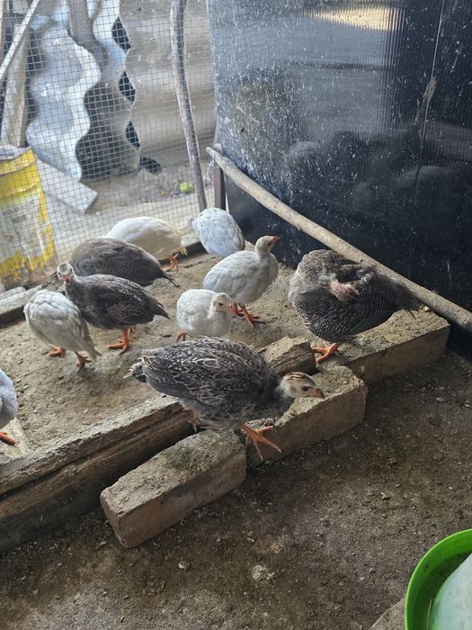 Vând pui de bibilică,curci,rațe,gâște