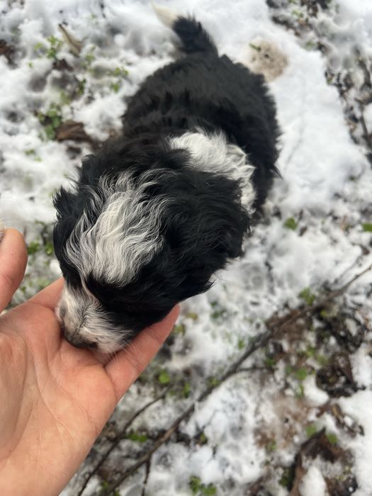 Лагото кученца на 50 дни