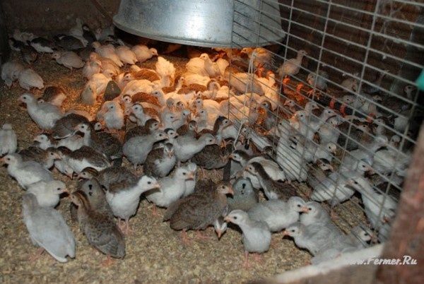 Продаю цесарок разных мастей