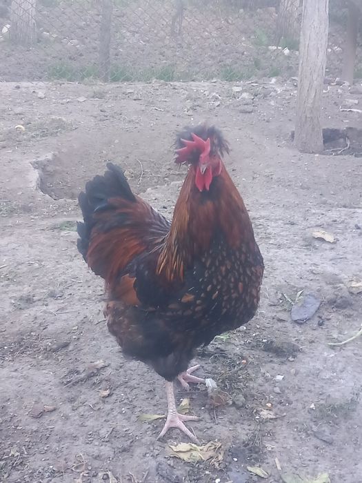 Cocos motat de vanzare