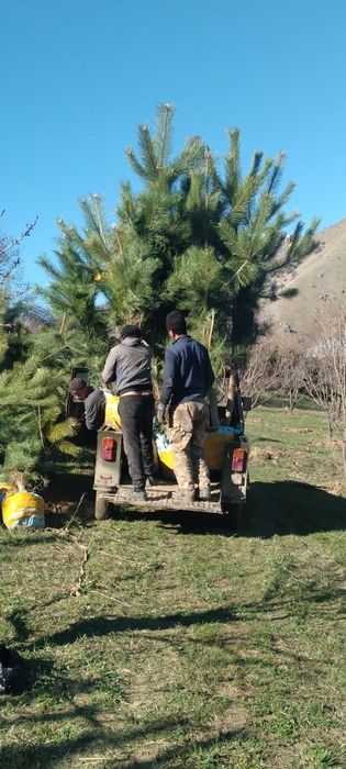 Manzarali daraxtlar sotladi
