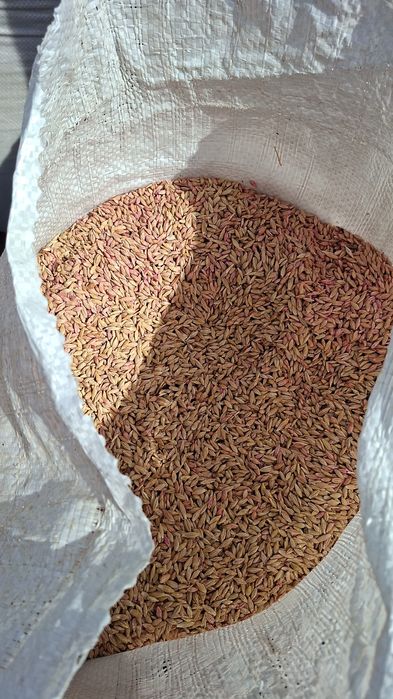 Арпа урыктык сатылады