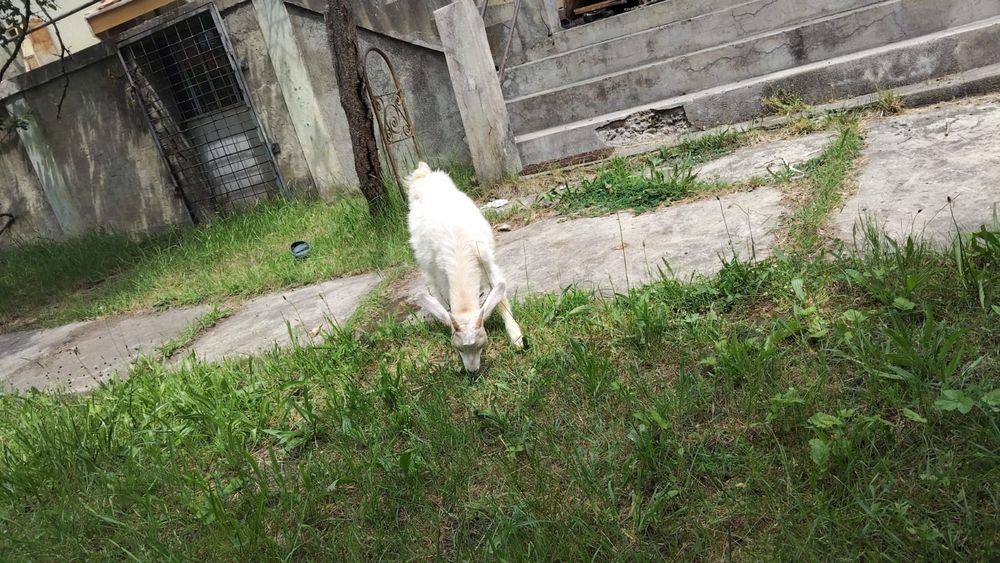 Vand iezi buni de tăiat sau ținut