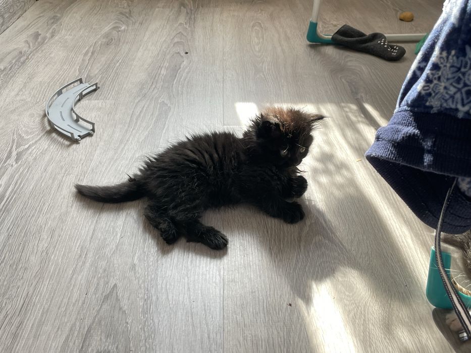 Persidiskiy mushuk  bolalari