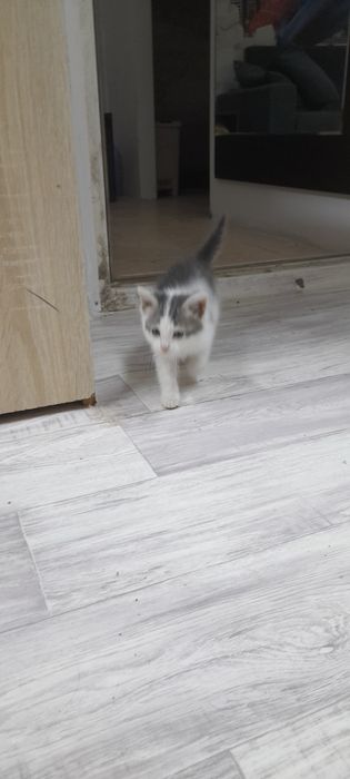 Котенок девочка в орошие руки