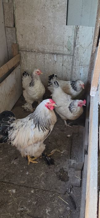Brahma herminat deschis