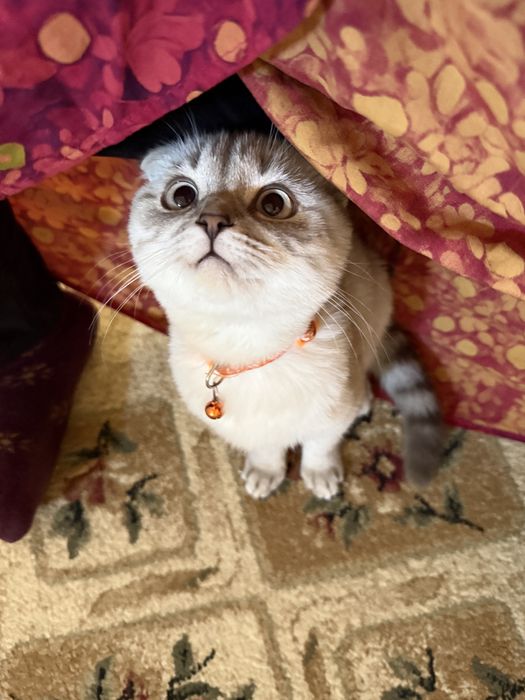 Кошка, Шотландский вислоухий