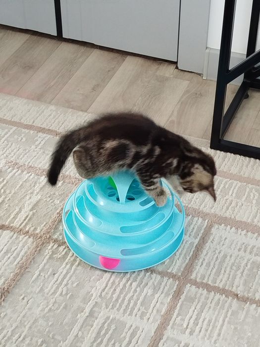 Шотландские котята 15000