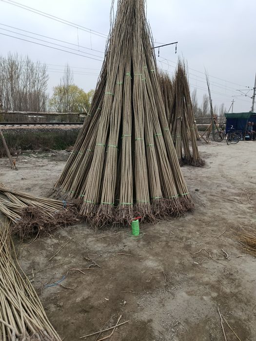 Yashil makon uchun terak koʻchat