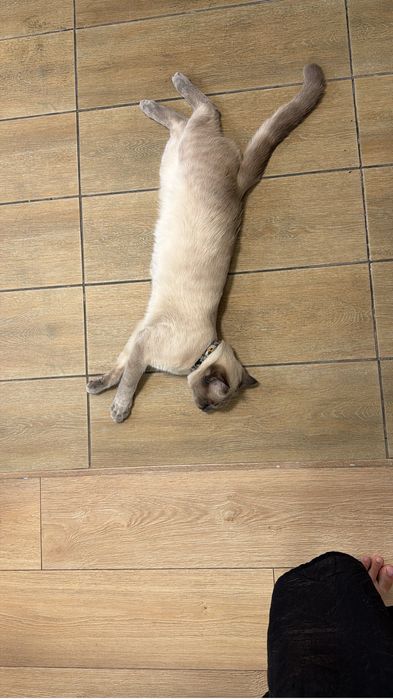 кошка отдам бесплатно
