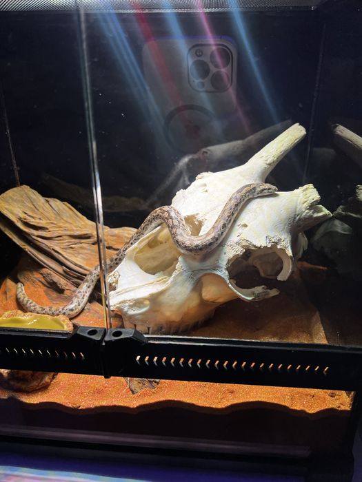 Sarpe sadboa/ boa de nisip