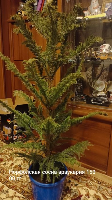 Продам комнатные растения