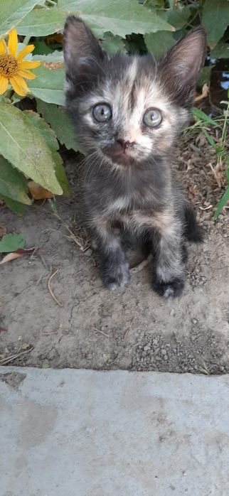 Мысық, отдам котёнка, Арыс