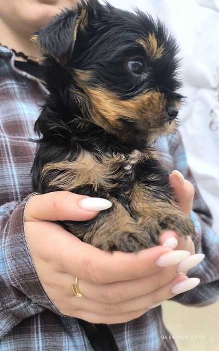 Продается девочка йоркширский терьер