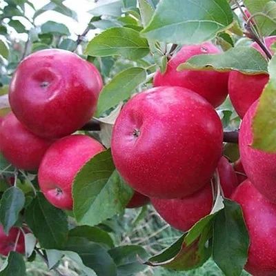 Саженцы домашние