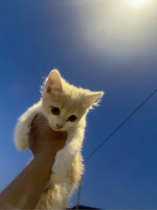 Котята в добрые руки бесплатно