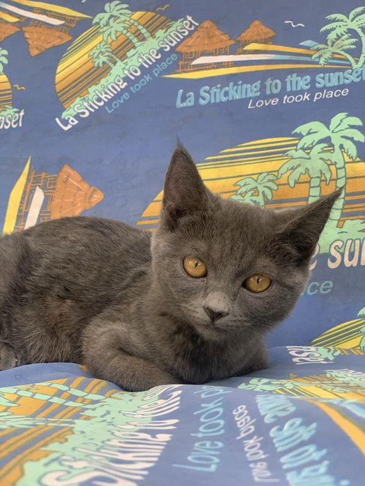 Кошка Шартрез пародистая