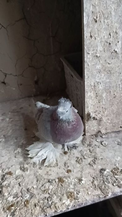 Голуби сиреневая голубка