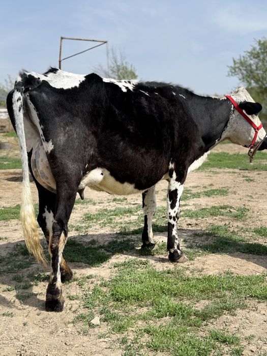 Сүтті бұзаулы сиыр