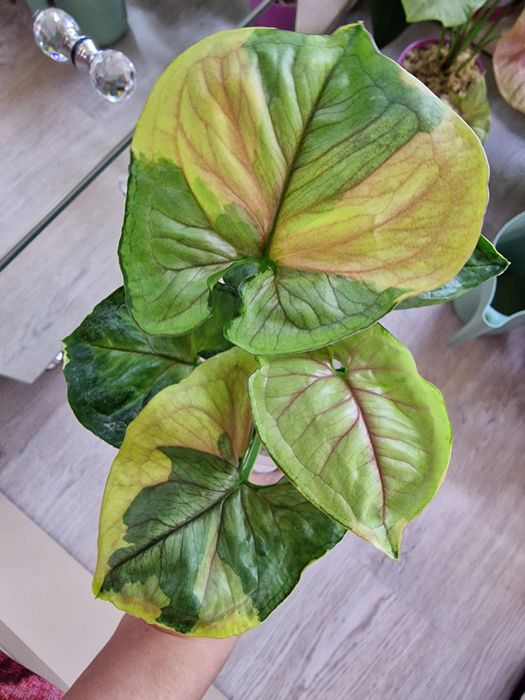 Сингониум Орм Тонг Варигатед