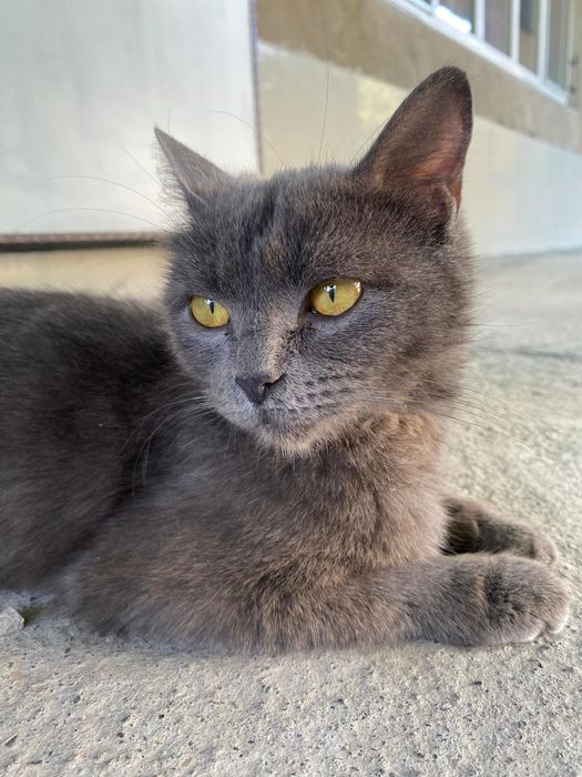 Британская Кошка и ее котята смешанные.