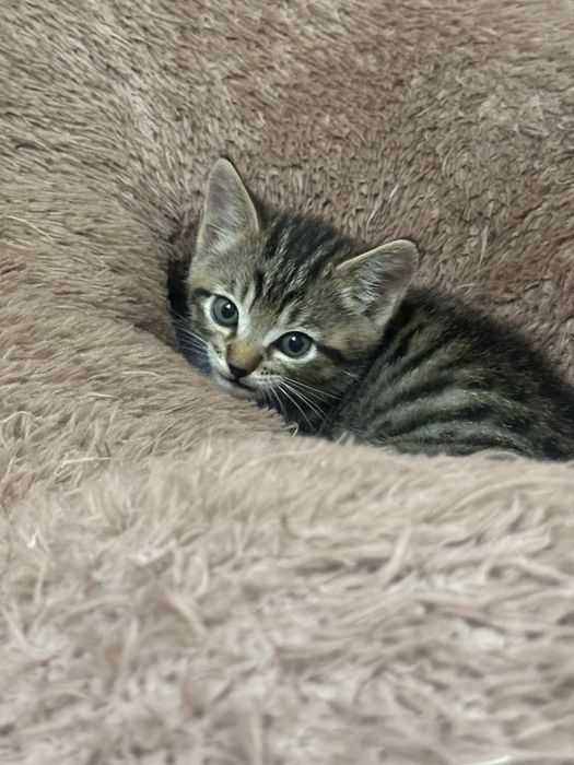 Котята шотландцы бесплатно