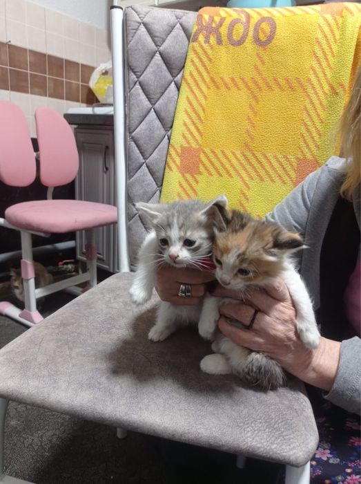 Отдам котят в хорошие руки