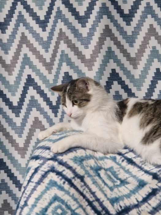 Кот в добрые руки