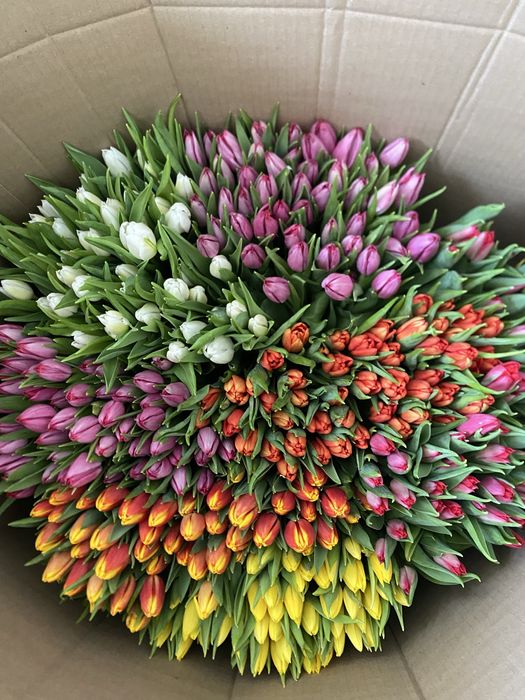 Тюльпаны на 8 Марта город Семей