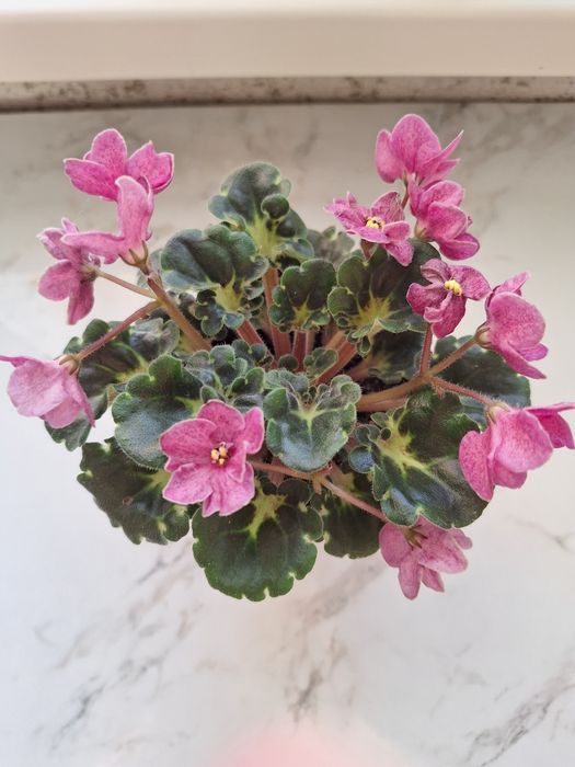 Комнатные растение