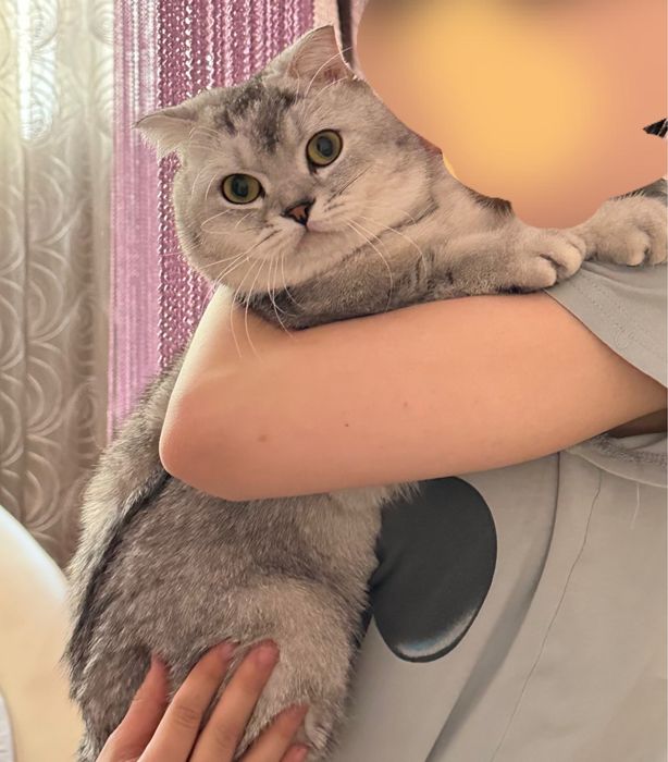 Black silver shaded color (BRI ns11)